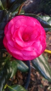 C.M. Hovey camellia