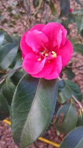 Christmas Beauty camellia