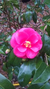 Christmas Beauty camellia