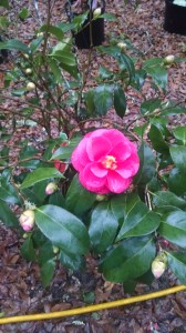 Christmas Beauty camellia