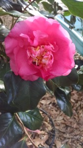 Fashionata camellia