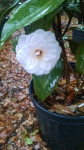 Harriet Bisbee camellia