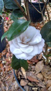 Harriet Bisbee camellia