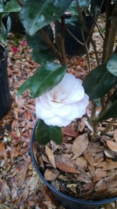 Harriet Bisbee camellia