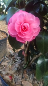 Jacks camellia