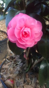 Jacks camellia 