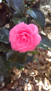 Jacks camellia