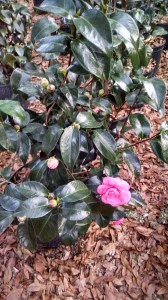 Jacks camellia