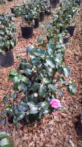 Jacks camellias 