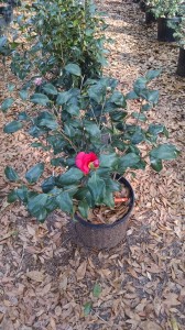 Lady Vansittart camellia