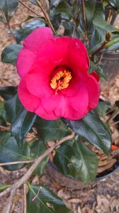 Lady Vansittart camellia