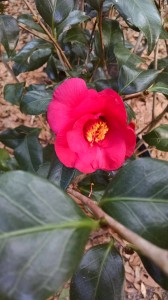 Lady Vansittart camellia