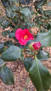 Lady Vansittart camellia