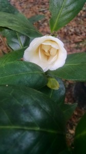 Lemon Glow camellia