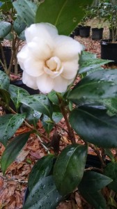 Lemon Glow camellia