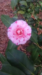 Mike Whitman Variegated camellia