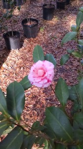 Mike Whitman Variegated camellia