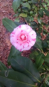 Mike Whitman Variegated camellia