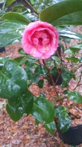 Pearl Maxwell camellia