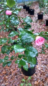 Pearl Maxwell camellia