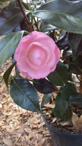 Pink Perfection camellia