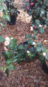 Pink Perfection camellia