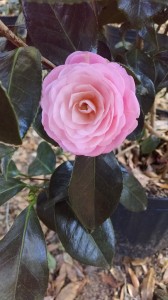 Pink Perfection camellia