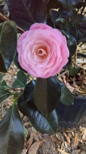 Pink Perfection camellia