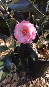 Pink perfection camellia