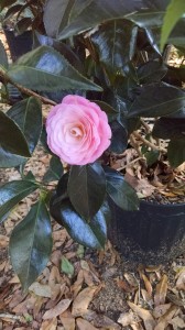 Pink Perfection camellia