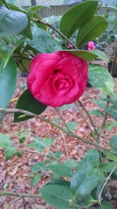 Rose Hill Red camellia