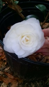 Satsuma camellia