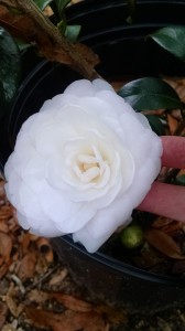 Satsuma camellia