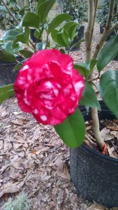 Bobby Fain camellia-CHIMG_905840