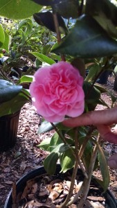 Debutante-Camellia-light-pink-Formal-Double-IMG-CH_