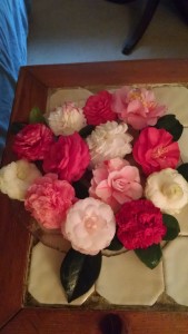 Camellia Bouquet 2 12-25-15-CHIMG_4510626