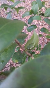 Green Frog on camellia-IMG_20170201_134631661