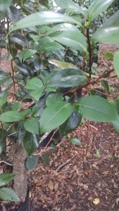 green-lizard-on-camellia