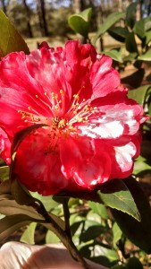 Ladybug in camellia2- IMG_20170209_110729705_HDR