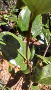 Ladybug on camellia leaf- IMG_201702090000_HDR