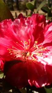 Ladybug on camellia3-IMG_20170209_110718455