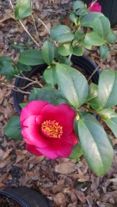 Grape Soda camellia