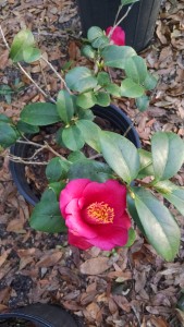 Grape Soda camellia2 Jan. 2017-CHIMG_20170119_165825605