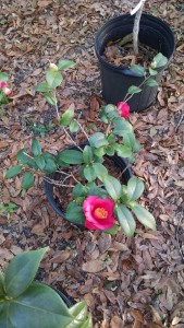 Grape Soda3 camellia Jan. 2017-CHIMG_20170119_165831260