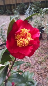 Laura Walker camellia2-CHIMG_20170122_140749849