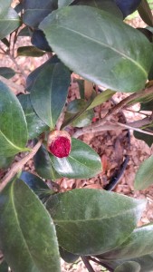 Tudor Baby 4 bloom bud 2-24-17 CHIMG_20170224_123556747