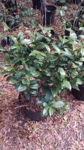 Tudor Baby 5 camellia bush 2-24-17 CHIMG_20170224_123530631