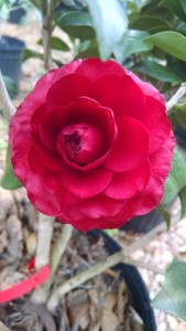 Tudor Baby camellia 3-08-17 CHIMG_20170308_121437044