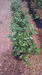 Tudor baby camellia row1 _2-24-17 CHIMG_20170224_123443979