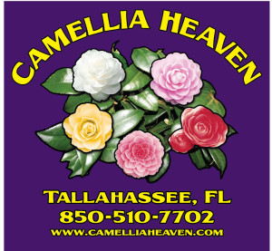 CAMELLIA-HEAVEN- DARK PURPLE